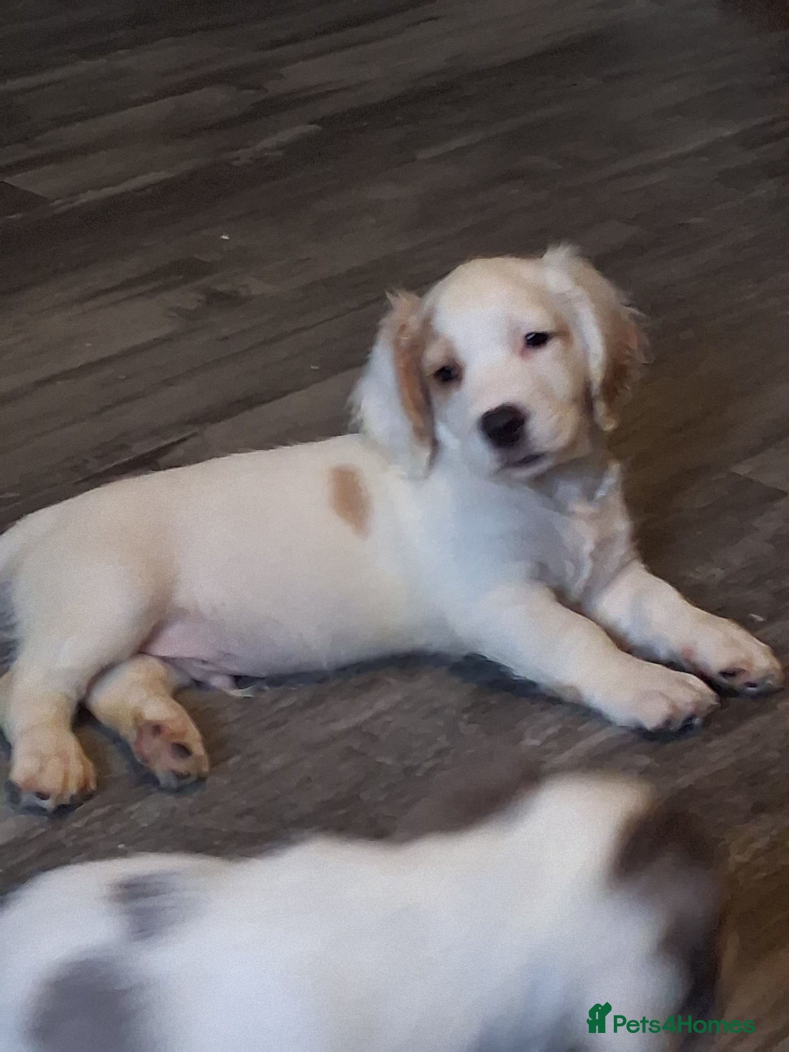 Mixed Breed dogs Dacshund x springer spaniel. - Advert 16