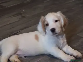 Mixed Breed dogs Dacshund x springer spaniel. - Advert 14