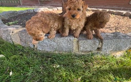 Miniature Poodle dogs for sale: KC registered Miniature Red poodles for Sale - Image 29