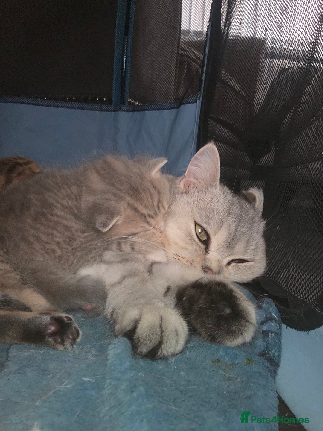 British Shorthair cats for sale: British shorthair x kittens - Image 4