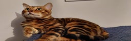 Bengal cats for stud: Impressive Stud Bengal TICA WCF reg in Harlow - Advert 17