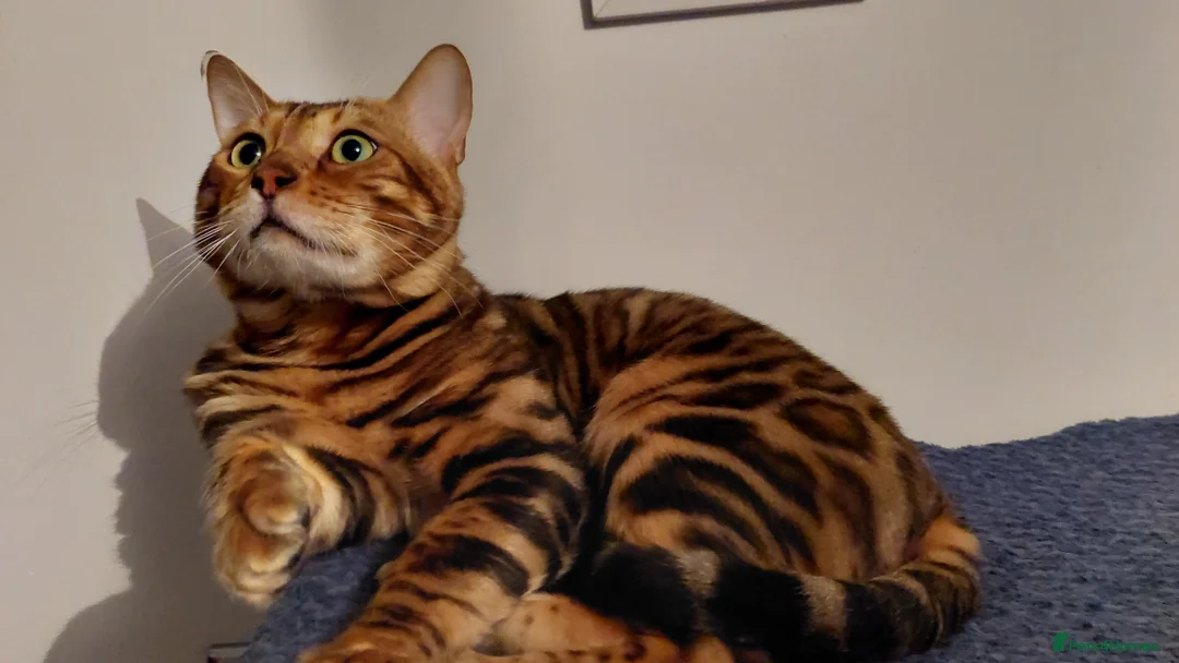 Bengal cats for stud: Impressive Stud Bengal TICA WCF reg in Harlow - Advert 17