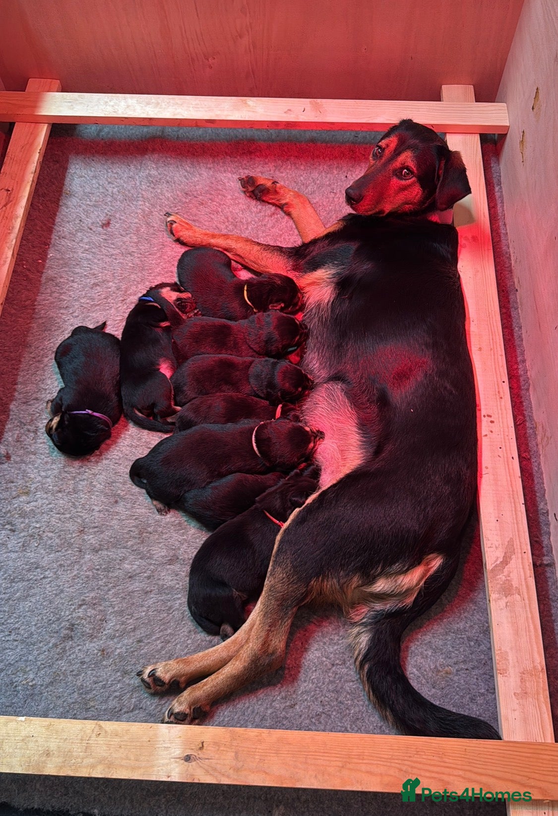 Huntaway dogs Huntaway Puppies For Sale   - Advert 2