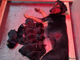 Huntaway dogs Huntaway Puppies For Sale - Advert 1