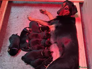 Huntaway dogs Huntaway Puppies For Sale - Advert 3