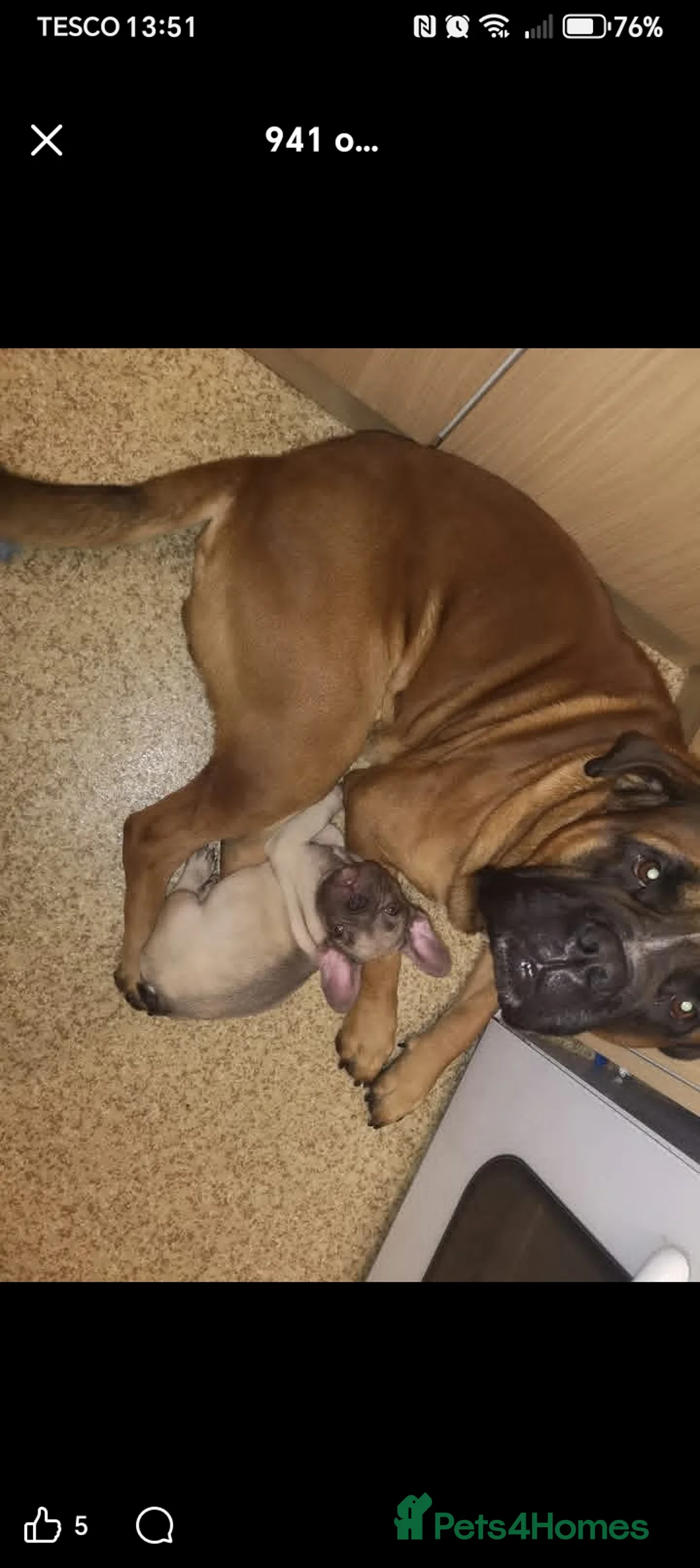 Bullmastiff dogs for stud: Male bullmasstiff cross  - Advert 2