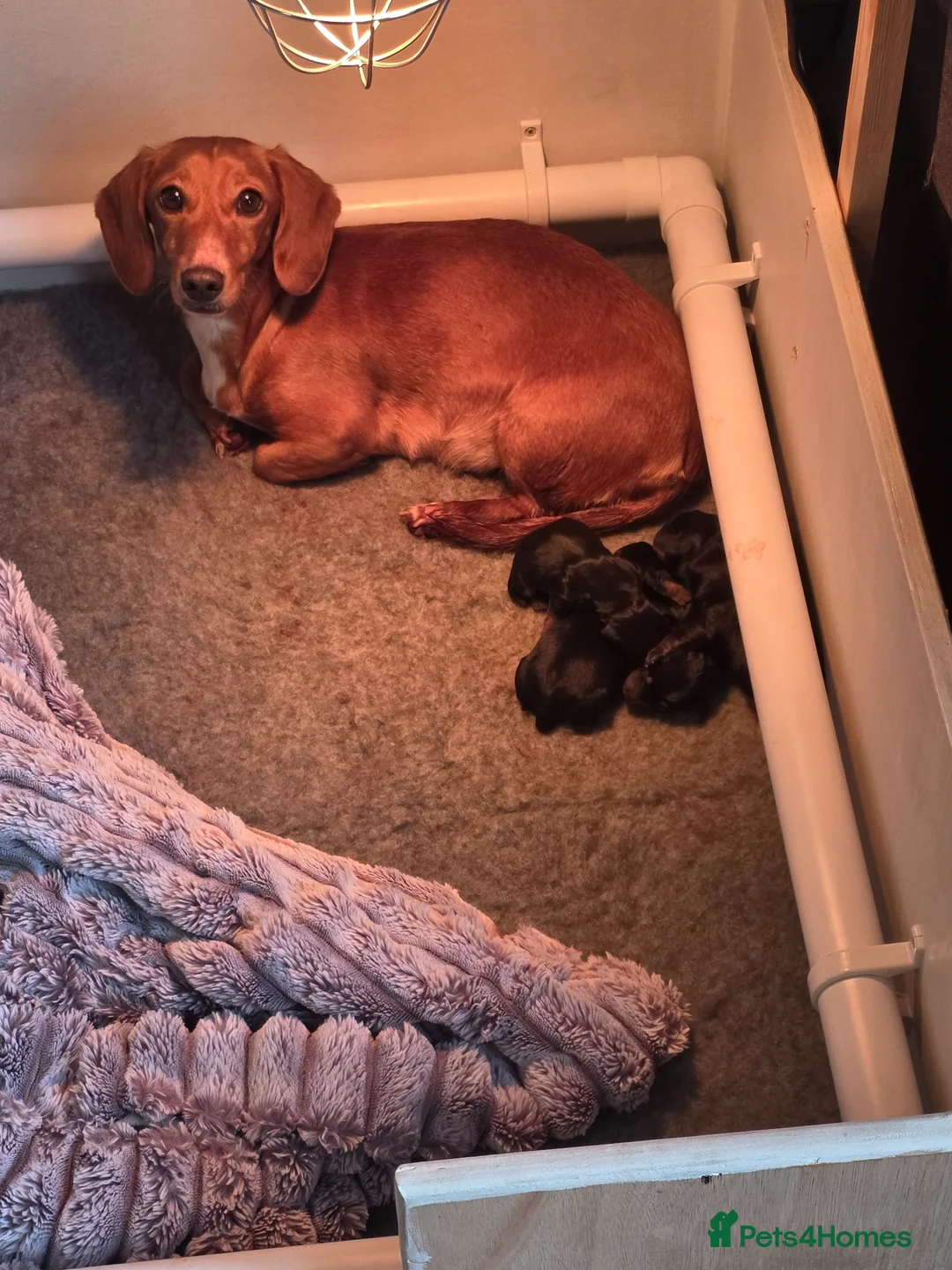 Miniature Dachshund dogs for sale: Miniature Dachsunds - Advert 1