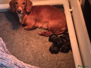 Miniature Dachshund dogs Miniature Dachsunds - Advert 1