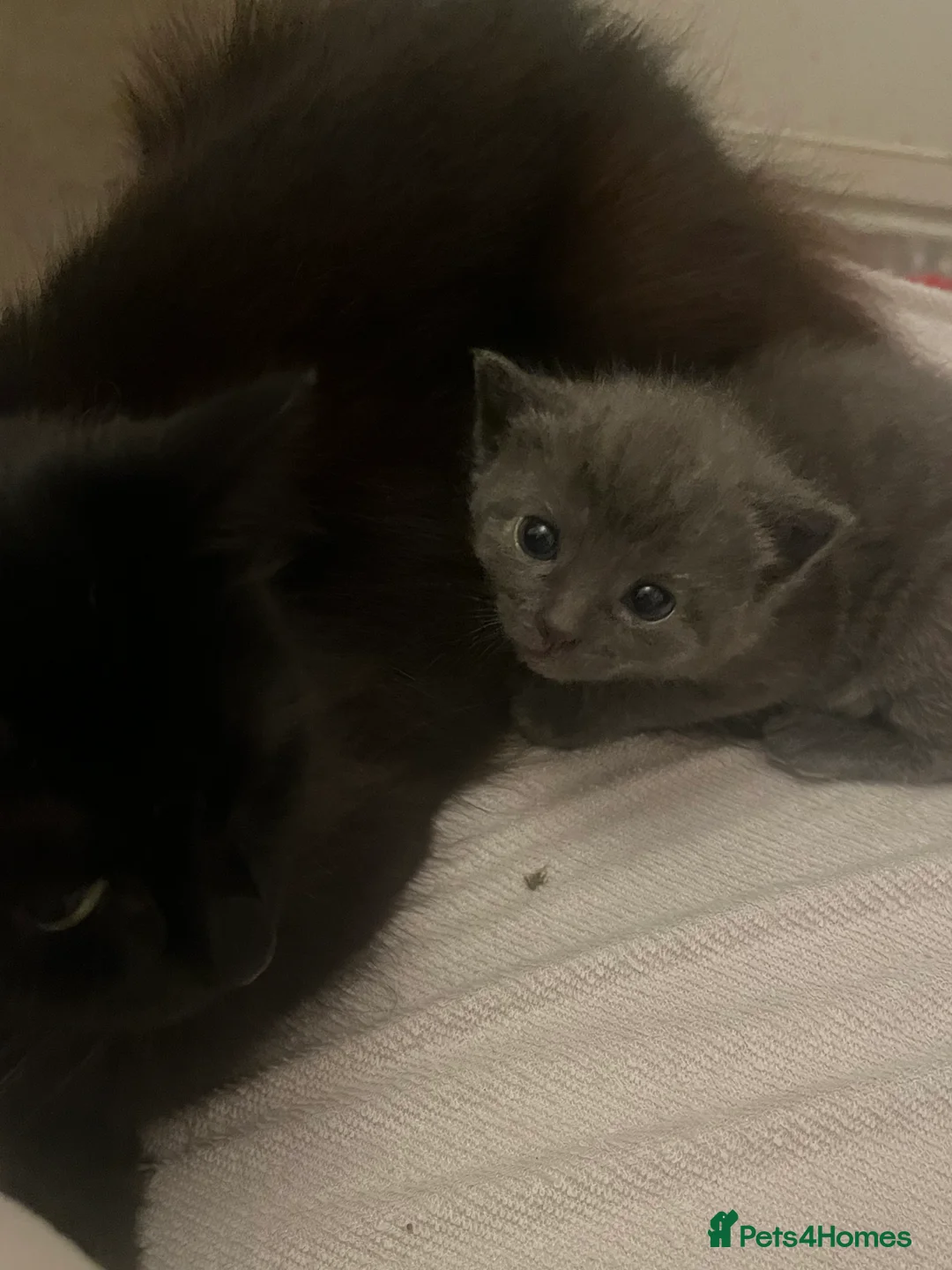 Mixed Breed cats for sale: 2 Grey kittens - Advert 3