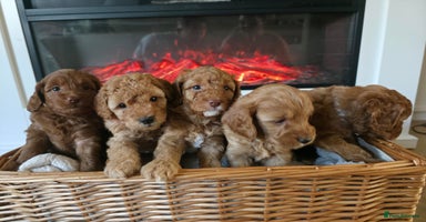 Cockapoo dogs - Advert 10