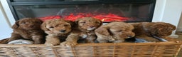 Cockapoo dogs for sale: 🐾Stunning F1b Toy Cockapoo Toy Poodle Puppies 🐾  - Advert 3