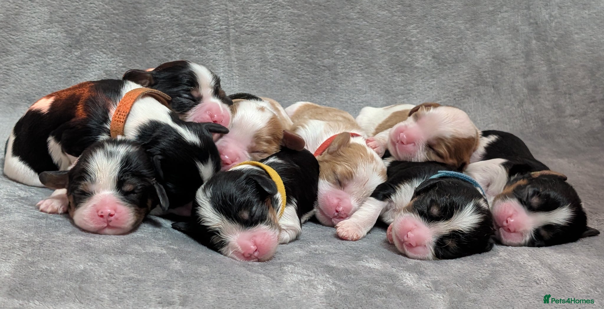 Cavalier King Charles Spaniel dogs LAST DNA TESTED CAVALIER KING CHARLES SPANIEL - Advert 10