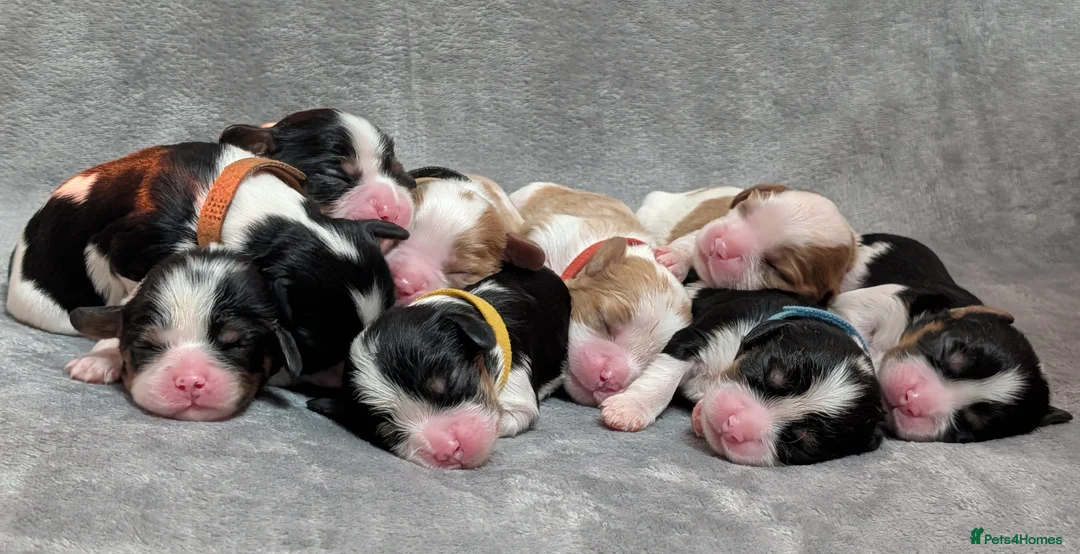 Cavalier King Charles Spaniel dogs for sale: LAST DNA TESTED CAVALIER KING CHARLES SPANIEL - Advert 1