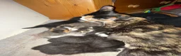 Mixed Breed cats for sale: Beautiful Kittens for Sale - Advert 5