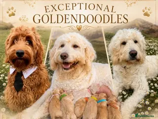 Goldendoodle dogs Beautiful Goldendoodle Puppies Available - Advert 2