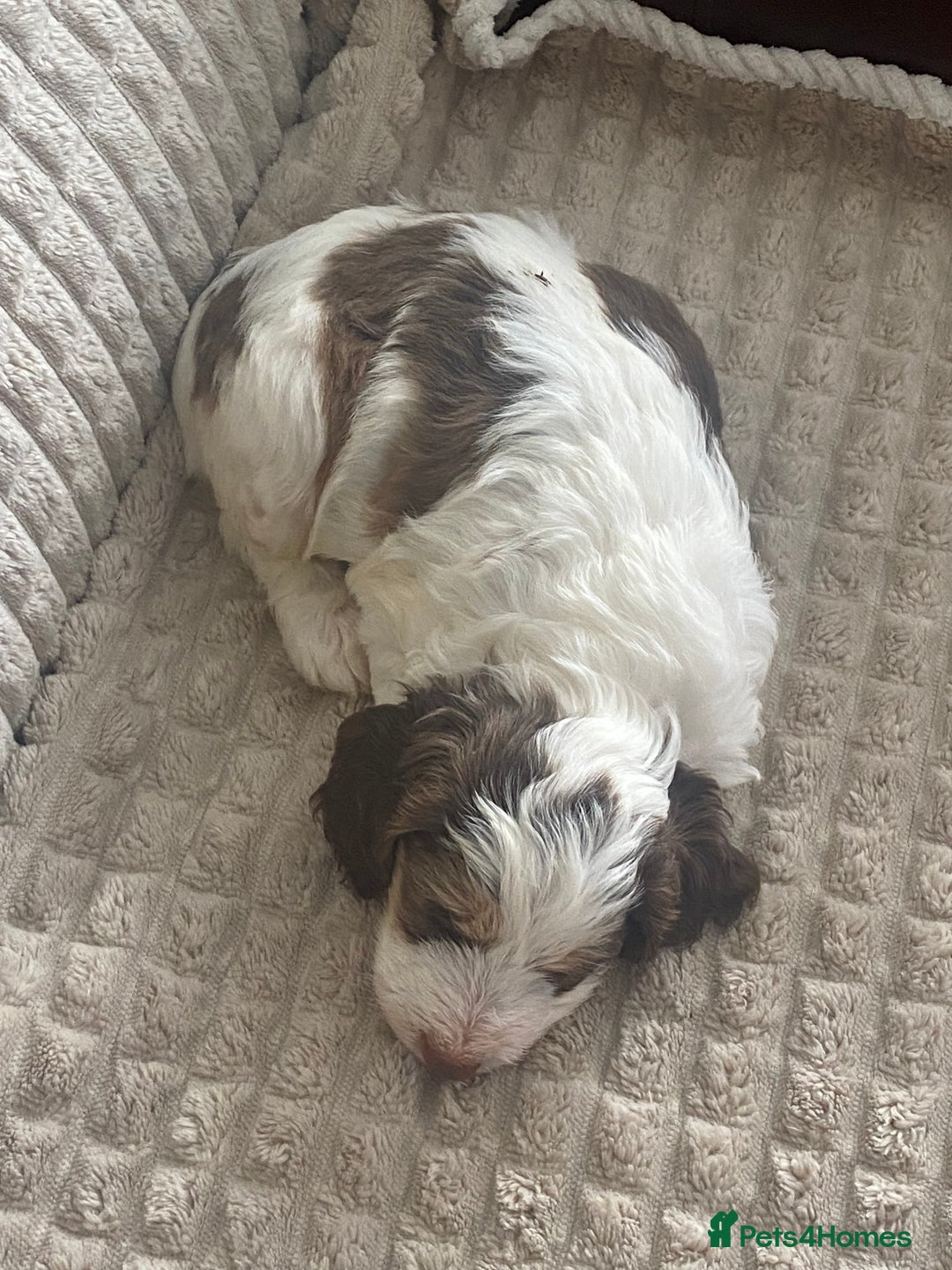 Cockapoo dogs for sale: Beautiful cockapoo puppies - Image 12