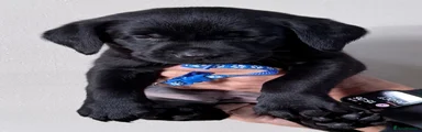 Labrador Retriever 4