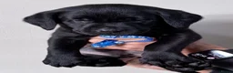 Labrador Retriever dogs for sale: Black Labrador Puppies  in Stoke-on-Trent - Advert 22