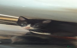British Longhair cats for sale: Kittens  - Image 3
