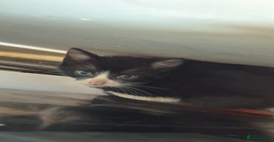 British Longhair cats - Advert 2