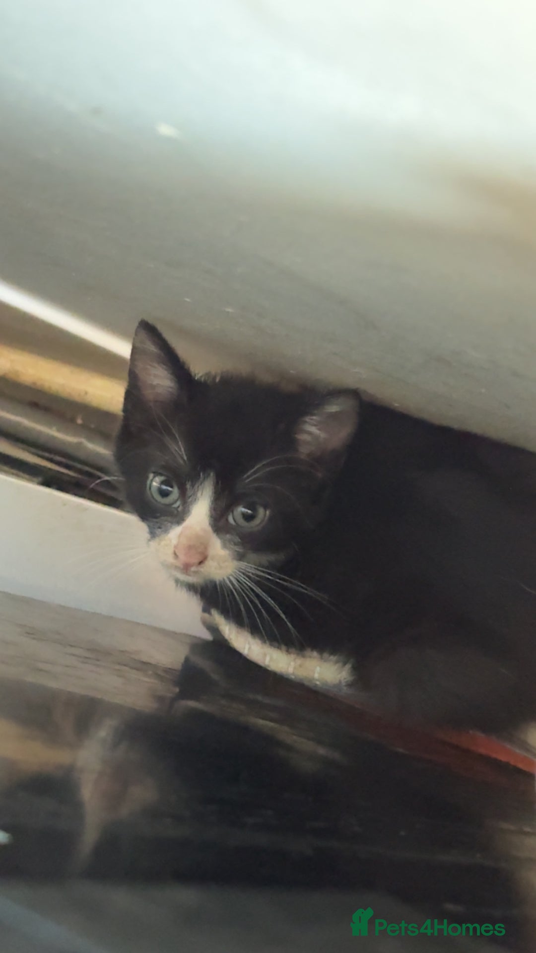 British Longhair cats for sale: Kittens  - Image 3