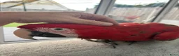 Parrots birds for sale: Greenwing Macaw - Advert 16