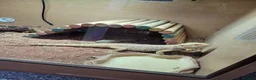 Bearded Dragon reptiles for sale: Juvenile Bearded Dragon & Full Set Up - Advert 4
