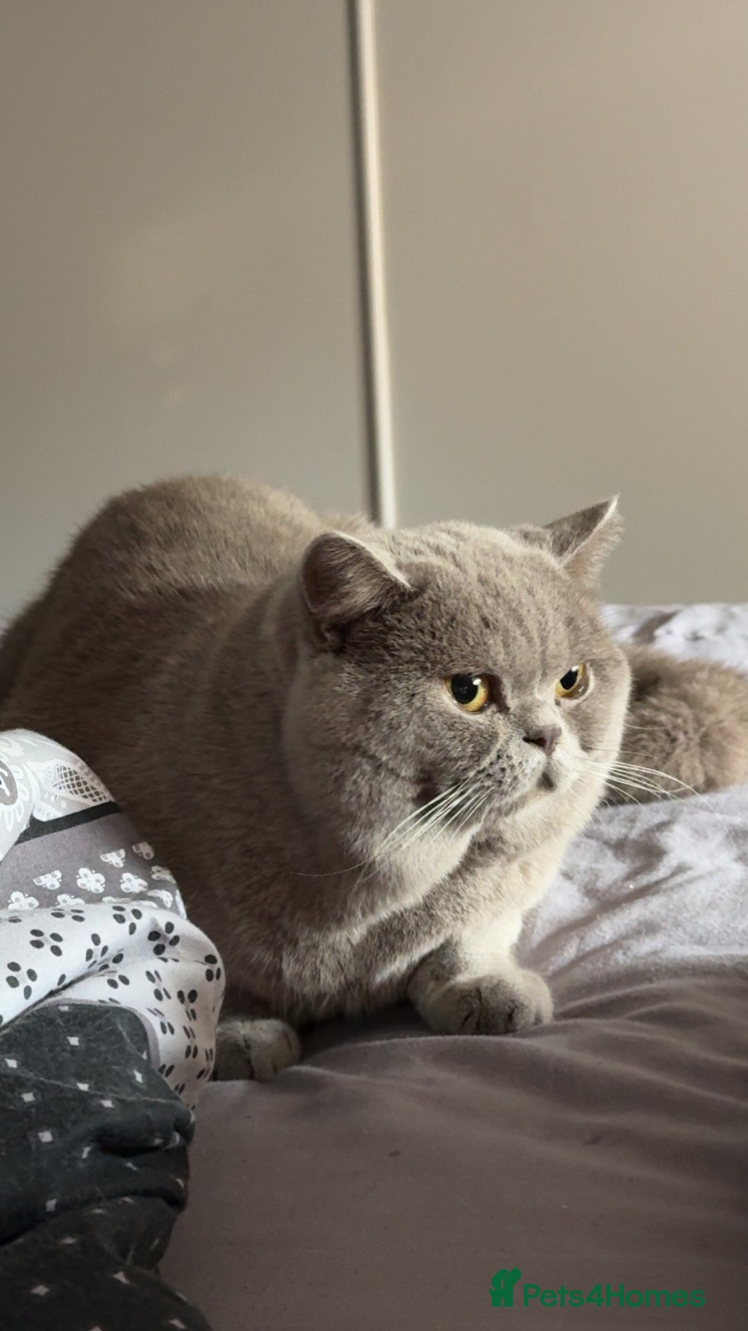 British Shorthair cats for stud: Bexivia BSH HUGO Lilac British Shorthair STUD ONLY in Luton - Advert 9