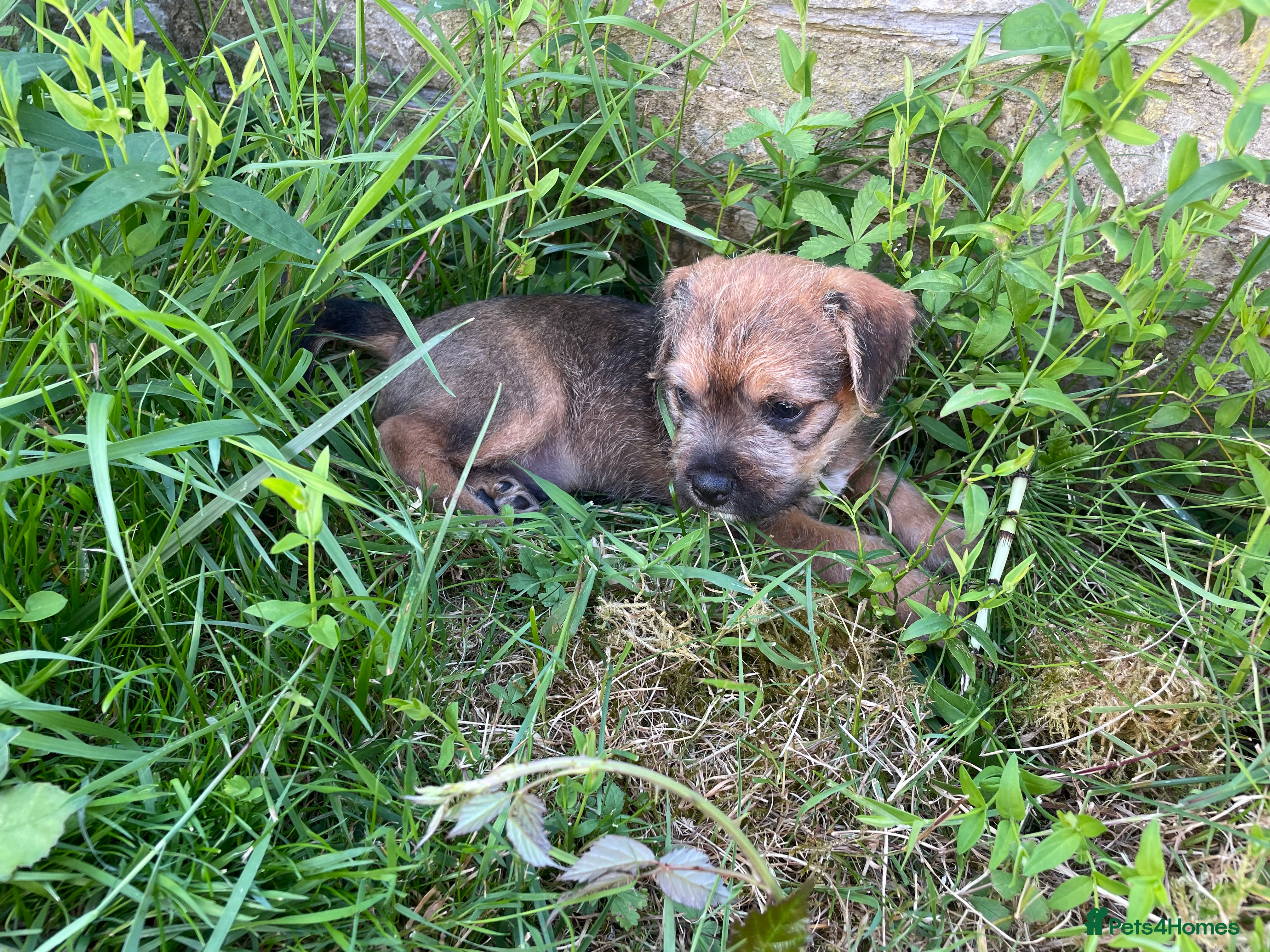 Mixed Breed dogs One male Border x Parsons russel - Advert 2
