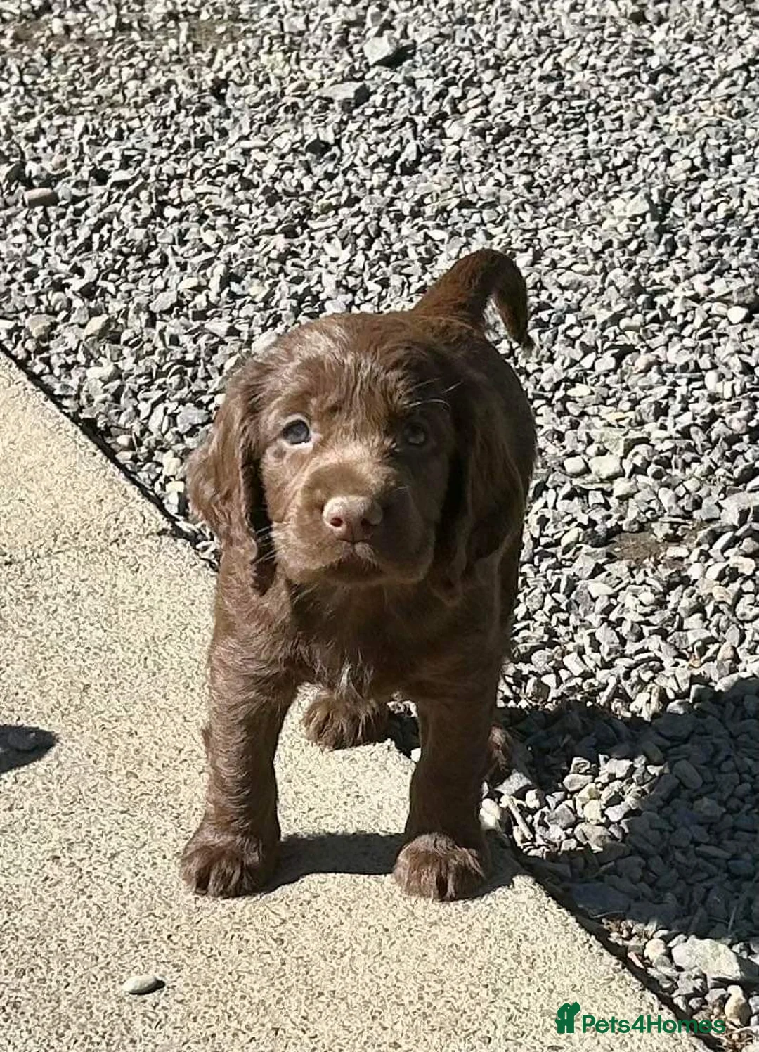 Cocker Spaniel dogs for stud: KC Reg well proven Working Cocker Spaniel at Stud  - Advert 5