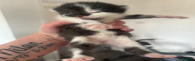 Mixed Breed Kitten 1
