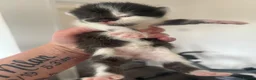 Mixed Breed cats for sale: Mixed short haired British blue kittens in Ware - Advert 8