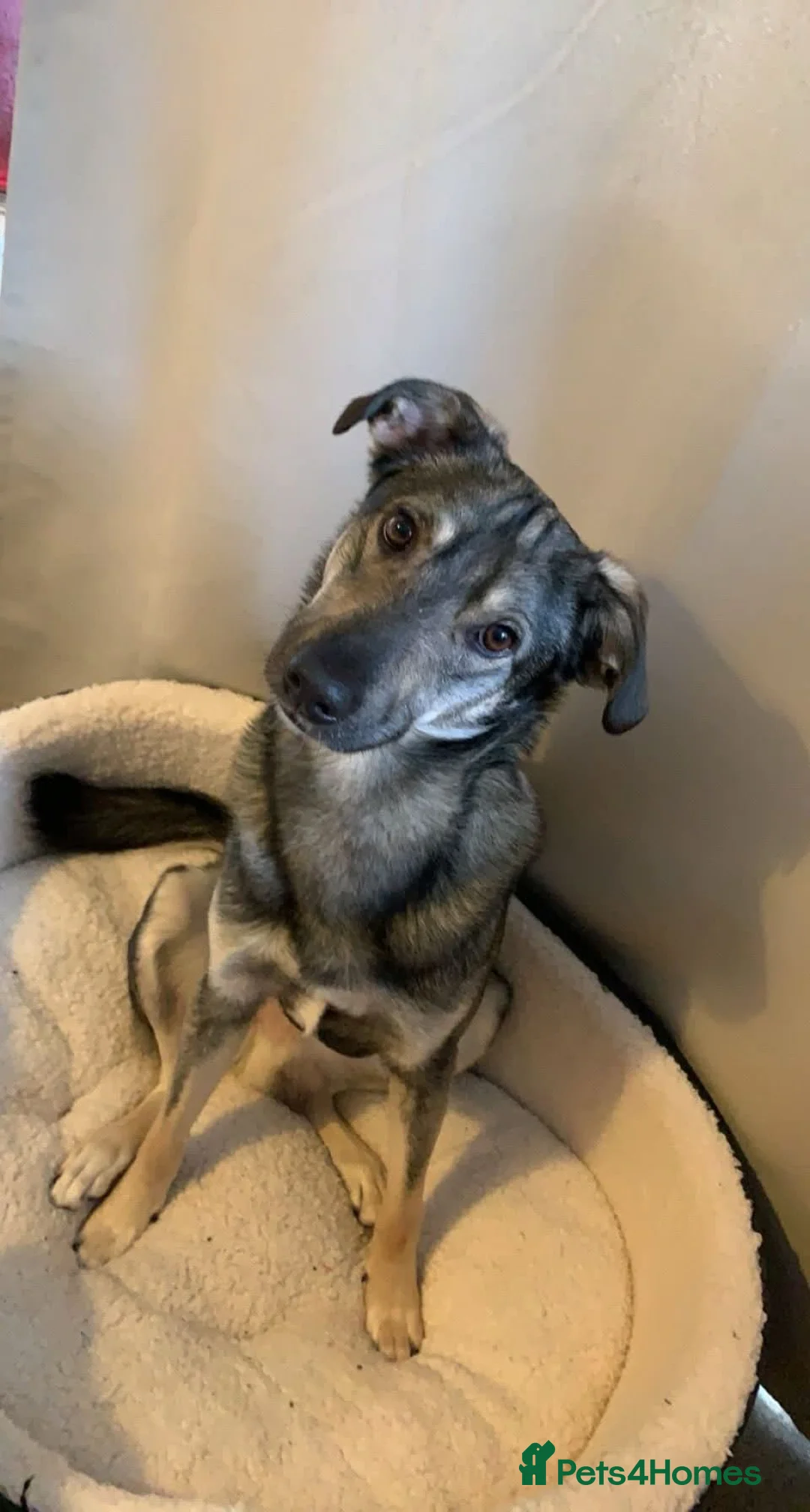 Mixed Breed dogs for adoption: Meet Vinnie, currently residing in Cheshire - Advert 7