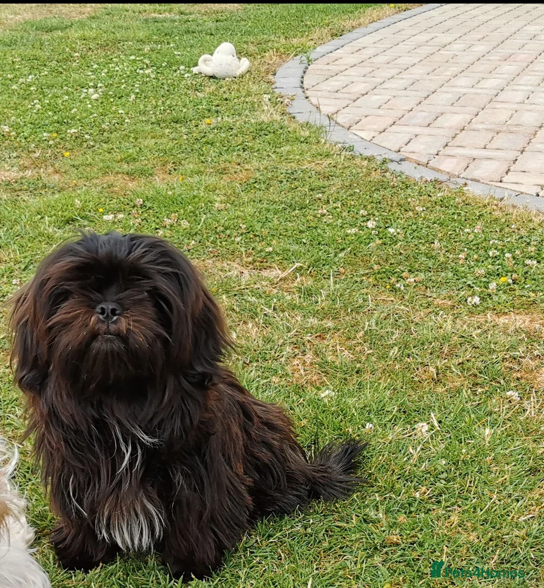 Shih Tzu dogs for sale:  Shih Tzu boys ready for new home.  - Advert 2