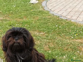 Shih Tzu dogs Shih Tzu boys ready for new home. - Advert 5
