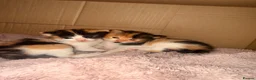 Mixed Breed cats for sale: 6 kittens for sale - Advert 3