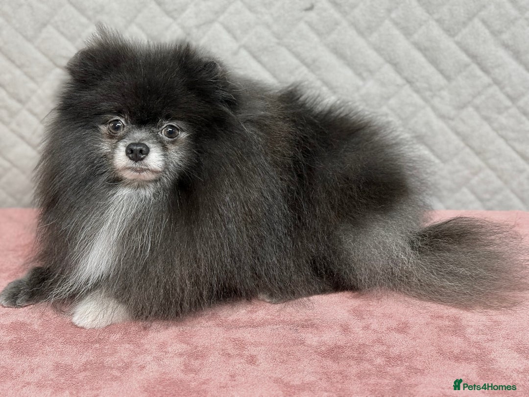 Pomeranian dogs for adoption: Tommy: The Little Dog Who Escaped Hell - Image 4