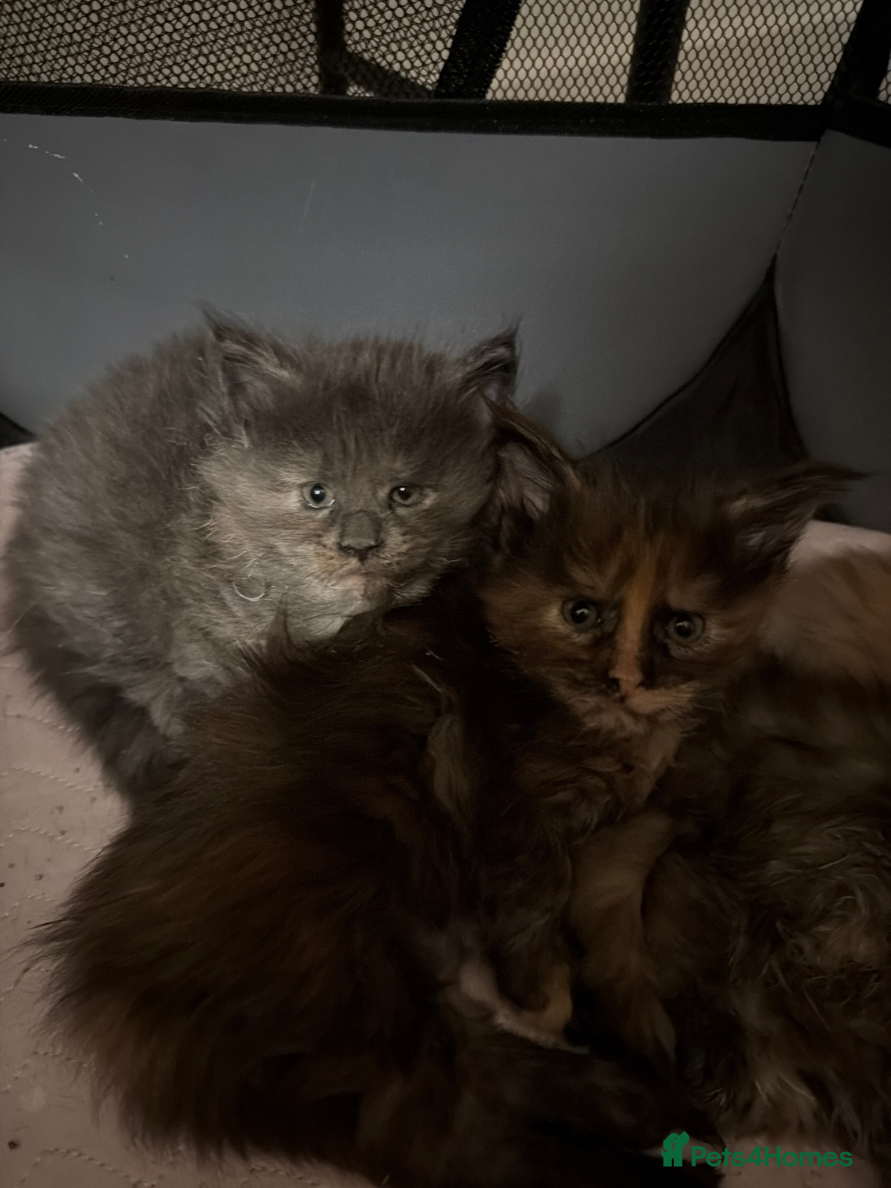 Maine Coon cats 4 gorgeous Maine coon kittens for sale  - Advert 18
