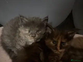 Maine Coon cats 4 gorgeous Maine coon kittens for sale - Advert 18