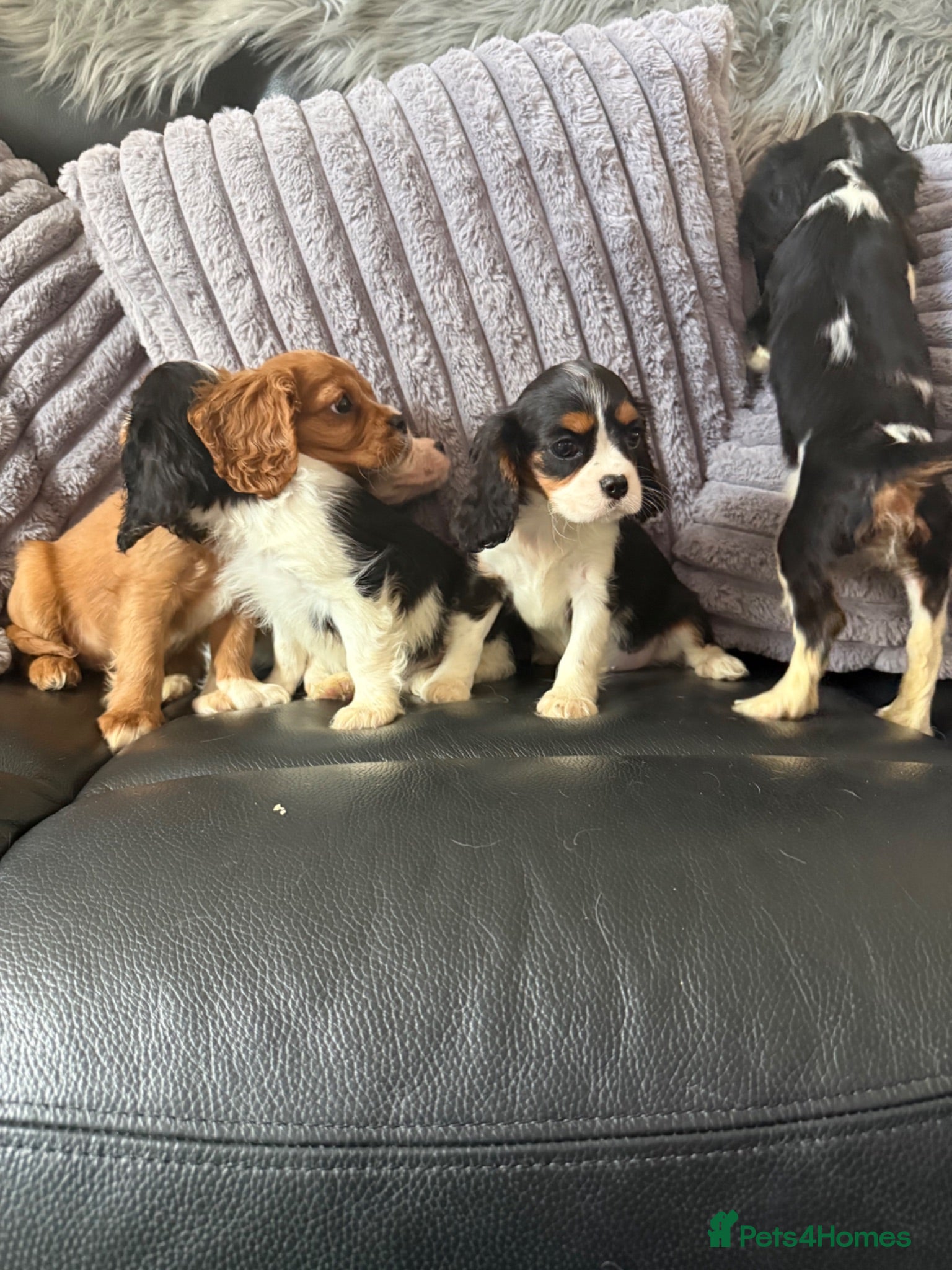 Cavalier King Charles Spaniel dogs Kc cavalier puppies dna clear  - Advert 1