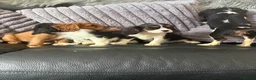 Cavalier King Charles Spaniel dogs for sale: Royal kennel club cavalier puppies dna clear - Advert 5