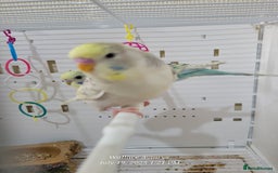 Budgerigars birds for sale: Young budgies  - Image 3