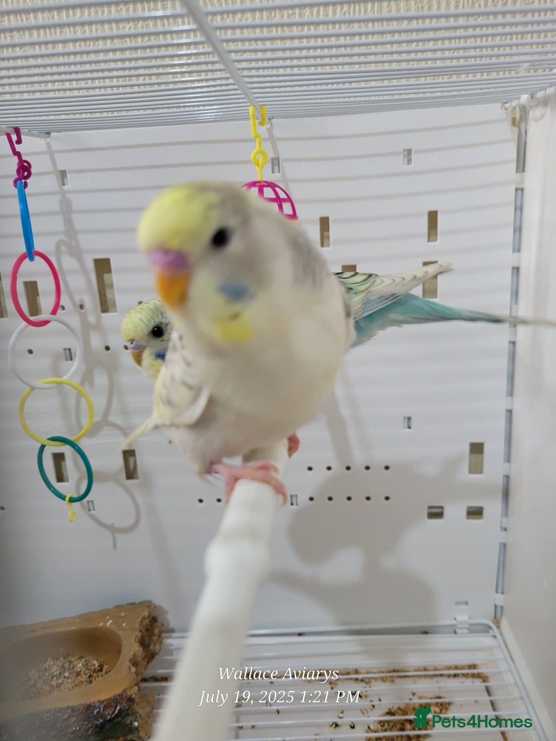 Budgerigars birds for sale: Young budgies  - Image 3