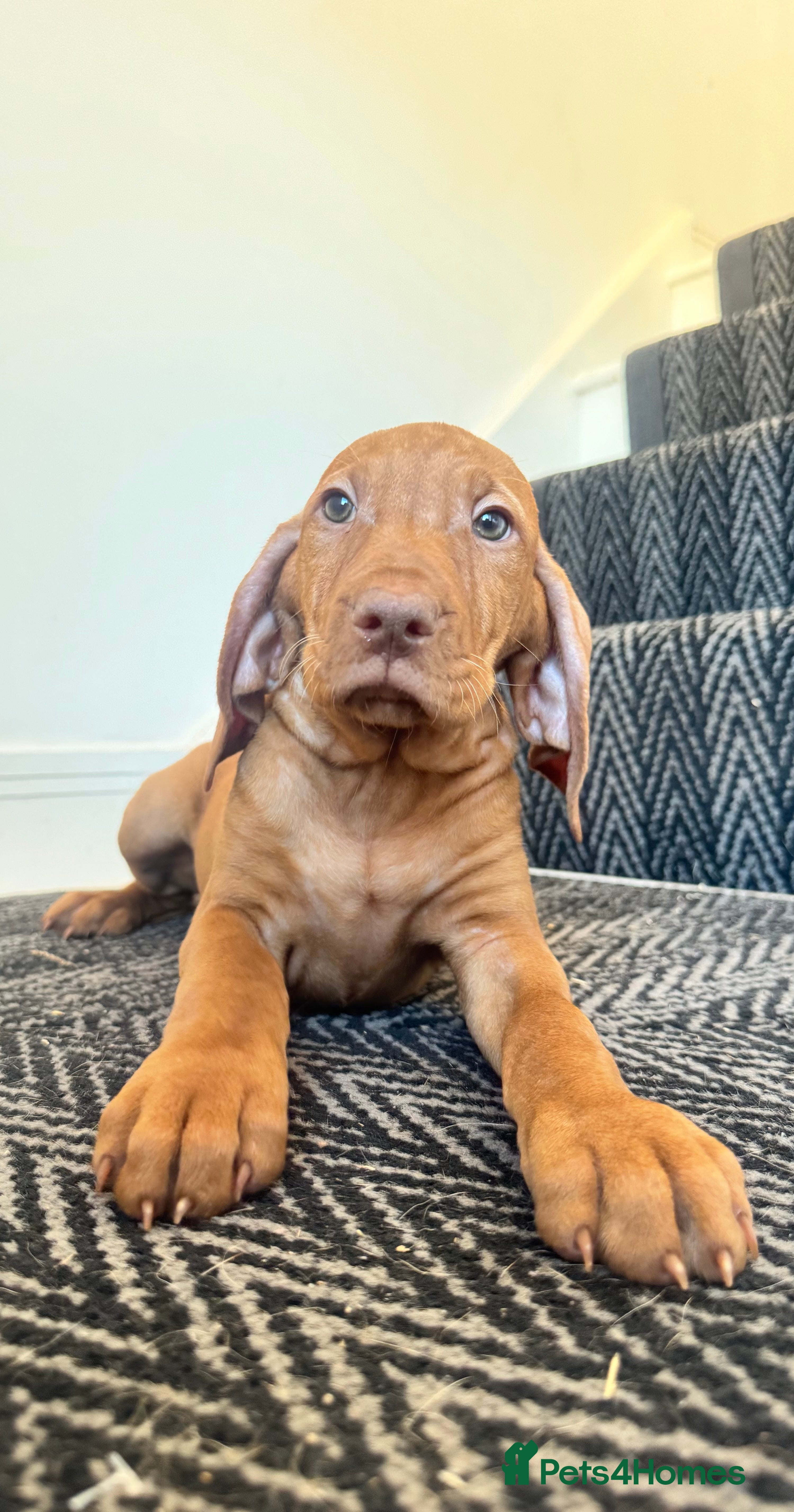 Hungarian Vizsla dogs KC Vizsla Puppies for Licensed breeder - Advert 2