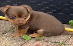 Jack Russell dogs for sale: jack russell girl for sale  - Image 5
