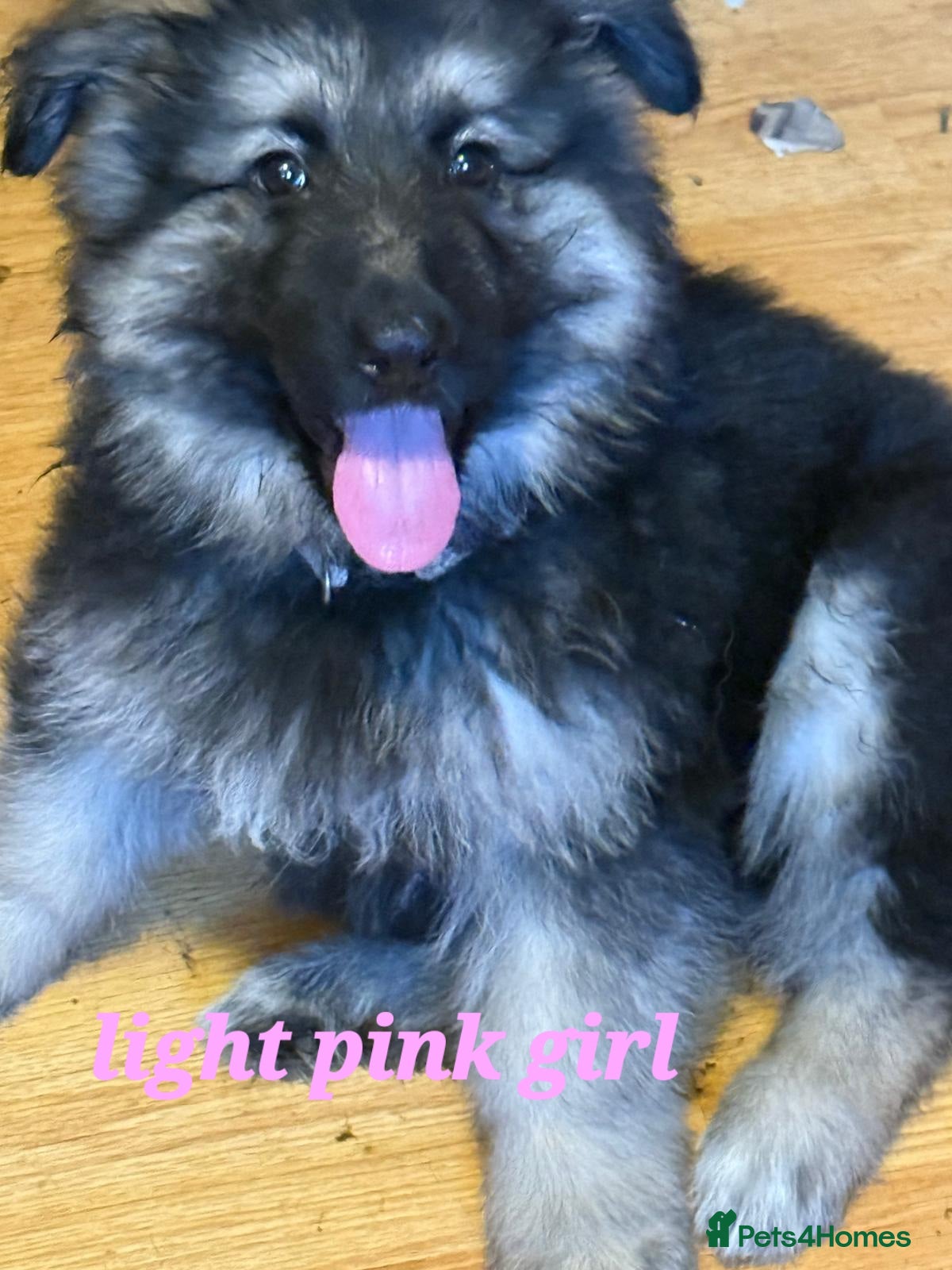 German Shepherd dogs German Shepherd pups girls only - Advert 1