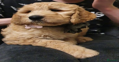 Goldendoodle dogs - Advert 1