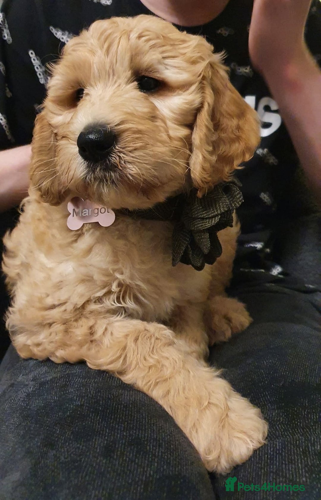 Goldendoodle dogs for sale: Goldendoodle pups via POLICE dog behaviourist  - Image 2