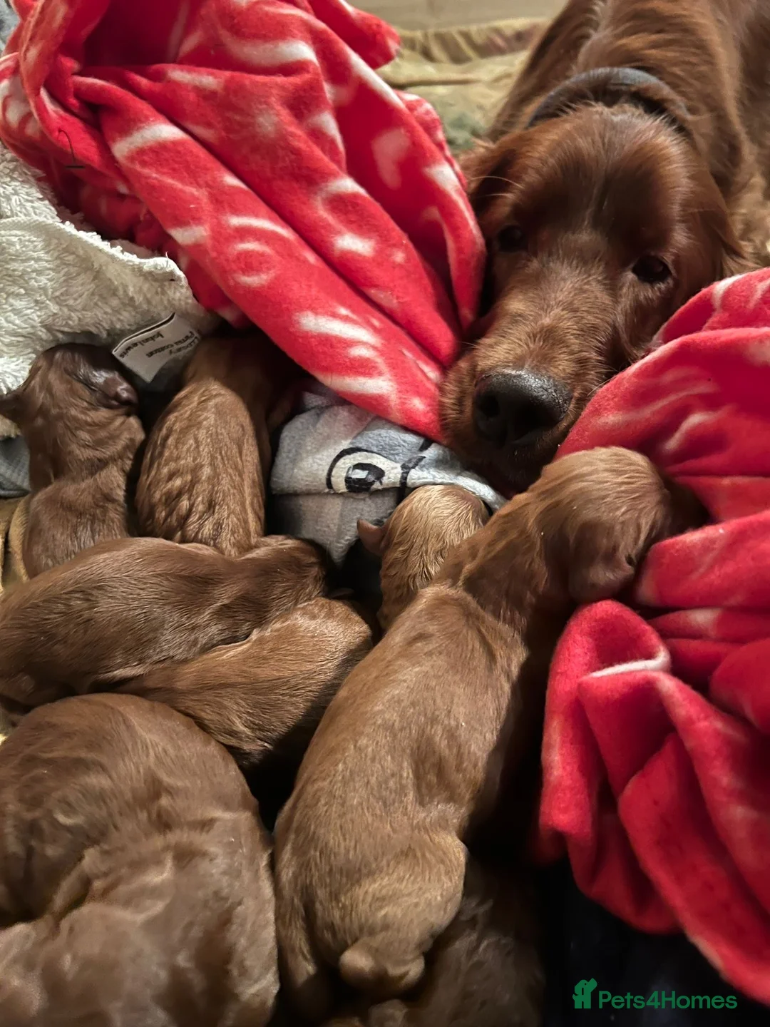 Irish Doodle dogs for sale: Stunning Irish Doodle Puppies F1 - Advert 5