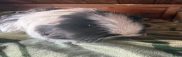 Guinea Pig rodents for sale: Baby guinea pigs. Also young sows  - Advert 6